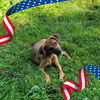 adoptable Dog in  named Keeva
