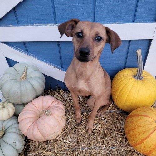 KEEVA - Hound available for adoption