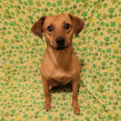 KEEVA - Hound available for adoption