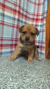 adoptable Dog in  named Quinoa