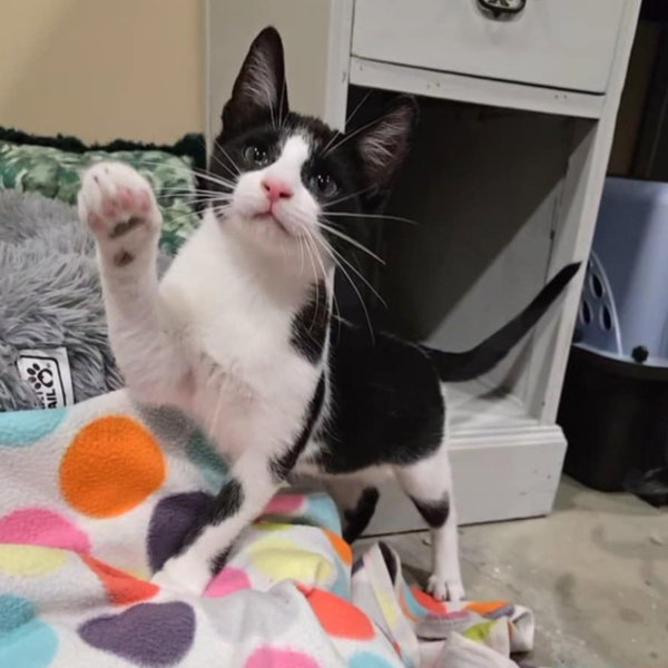 MERCUTIO - Shakespeare kittens