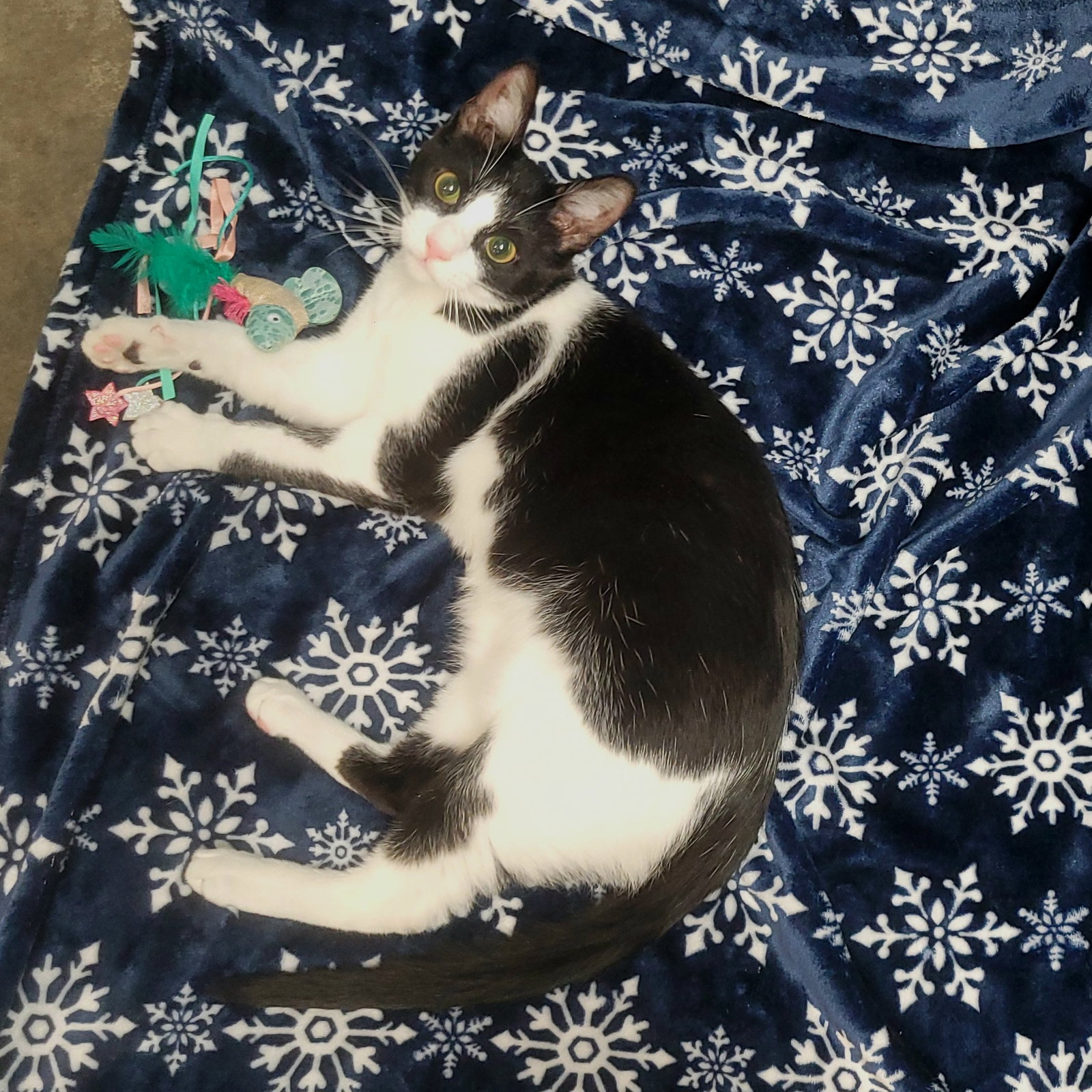MERCUTIO - Shakespeare kittens