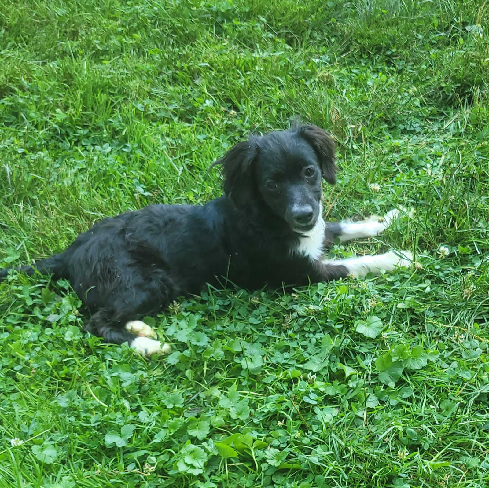 adoptable Dog in Canton, OH named Soraya