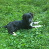 adoptable Dog in  named Soraya