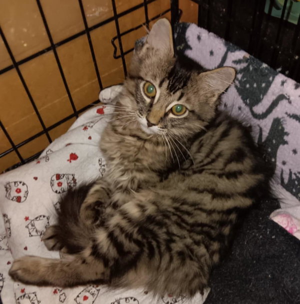 DART (How to train your dragon litter)