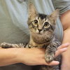 DART (How to train your dragon litter) - Photo 4