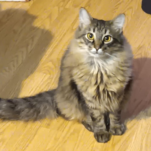 DART (HOW TO TRAIN YOUR DRAGON LITTER) - Domestic Medium Hair available for adoption