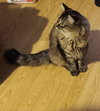 DART (How to train your dragon litter) - Photo 2