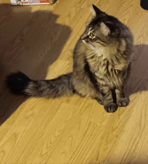 DART (HOW TO TRAIN YOUR DRAGON LITTER) - Domestic Medium Hair available for adoption