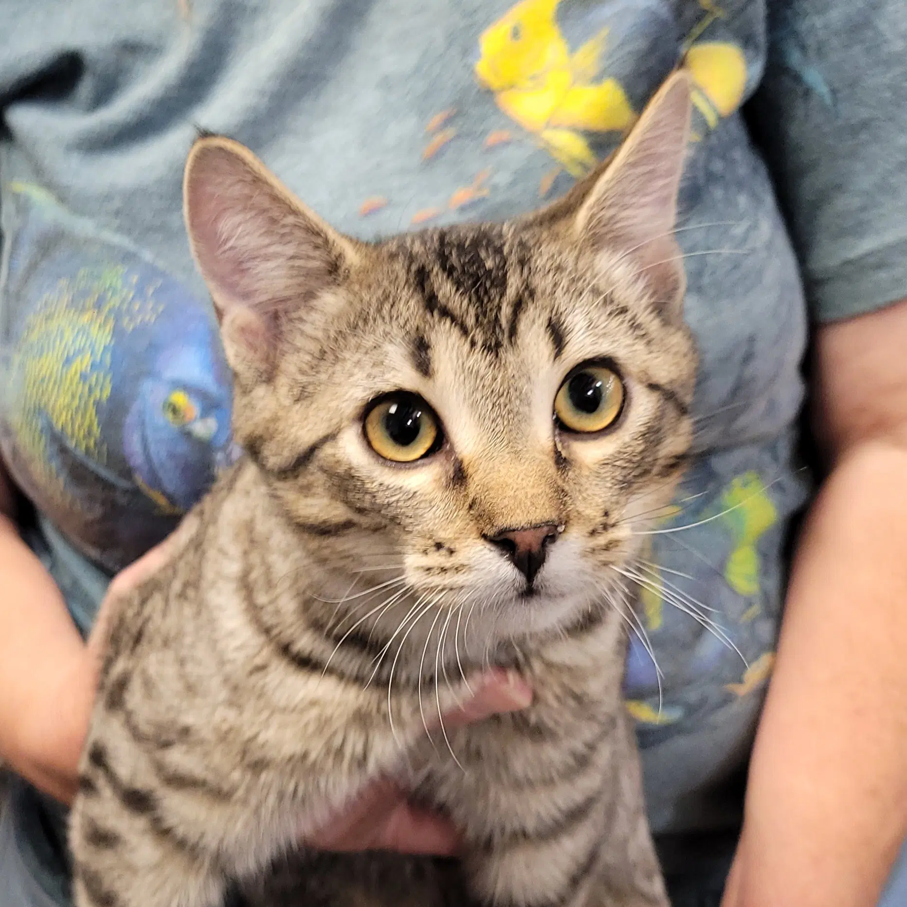 Rough Runner How To Train Your Dragon Litter - Domestic Short Hair