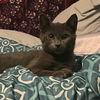 adoptable Cat in Akron, OH named George