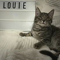 adoptable Cat in Akron, OH named Louie