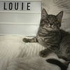 adoptable Cat in Akron, OH named Louie