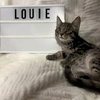 Louie - Photo 9