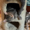 Louie - Photo 4
