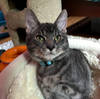 Louie - Photo 5
