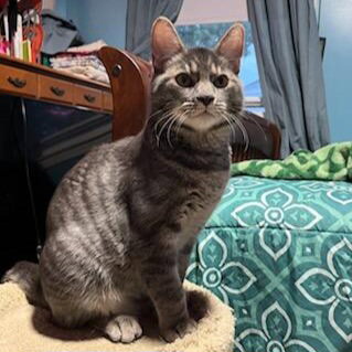 LOUIE - Domestic Short Hair available for adoption
