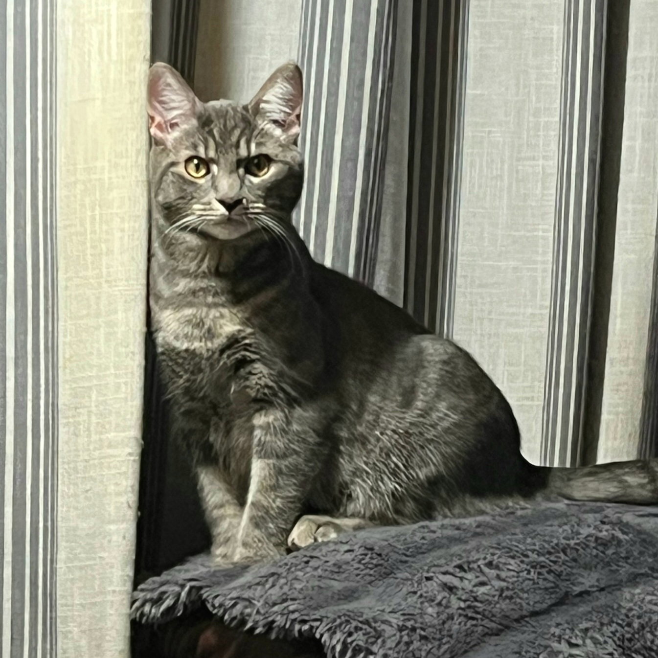 Louie