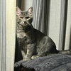 Louie - Photo 1