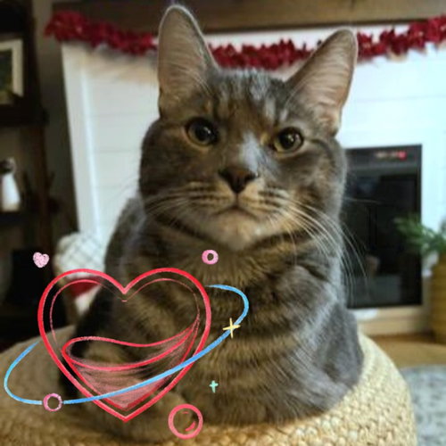 LOUIE - Domestic Short Hair available for adoption