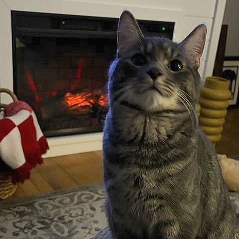 LOUIE - Domestic Short Hair available for adoption