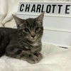 adoptable Cat in Akron, OH named Charlotte