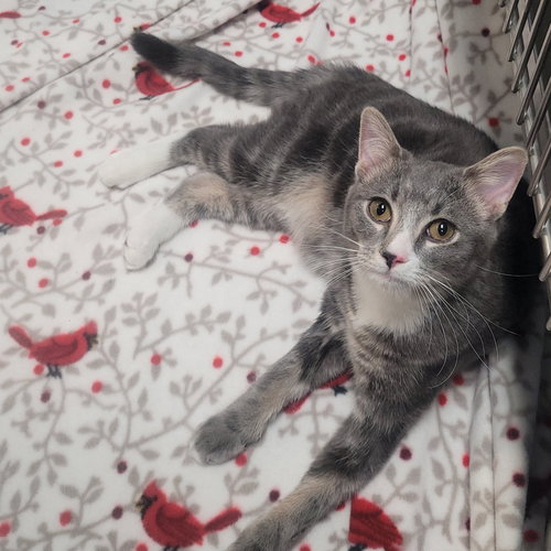COCKTAIL CREW - COSMOPOLITAN - Domestic Short Hair available for adoption