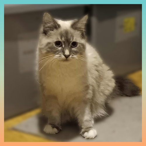 picture of the cat needing adoption