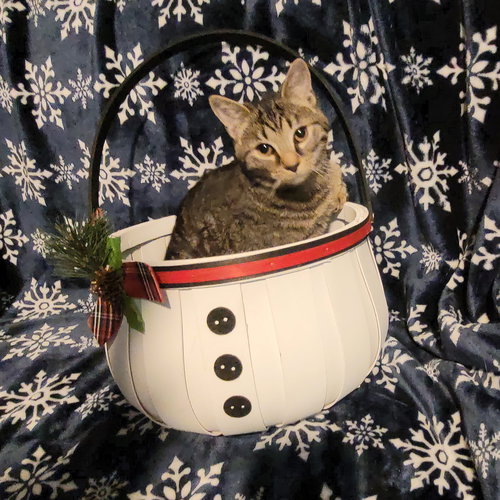WERQ - Domestic Short Hair available for adoption