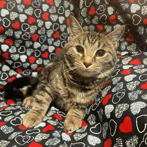 WERQ - Domestic Short Hair available for adoption