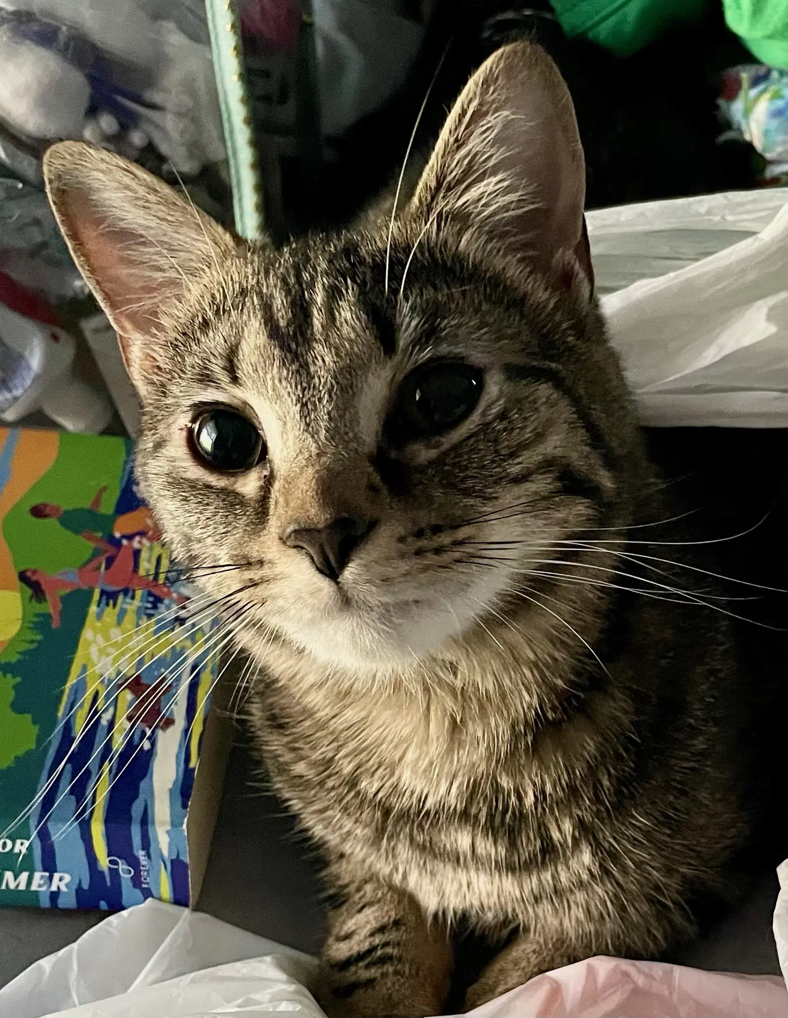 Werq - Domestic Short Hair