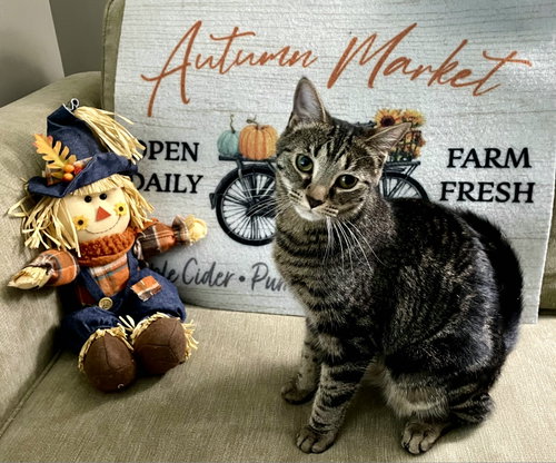 Werq, a cat for adoption from AJ's Search & Rescue