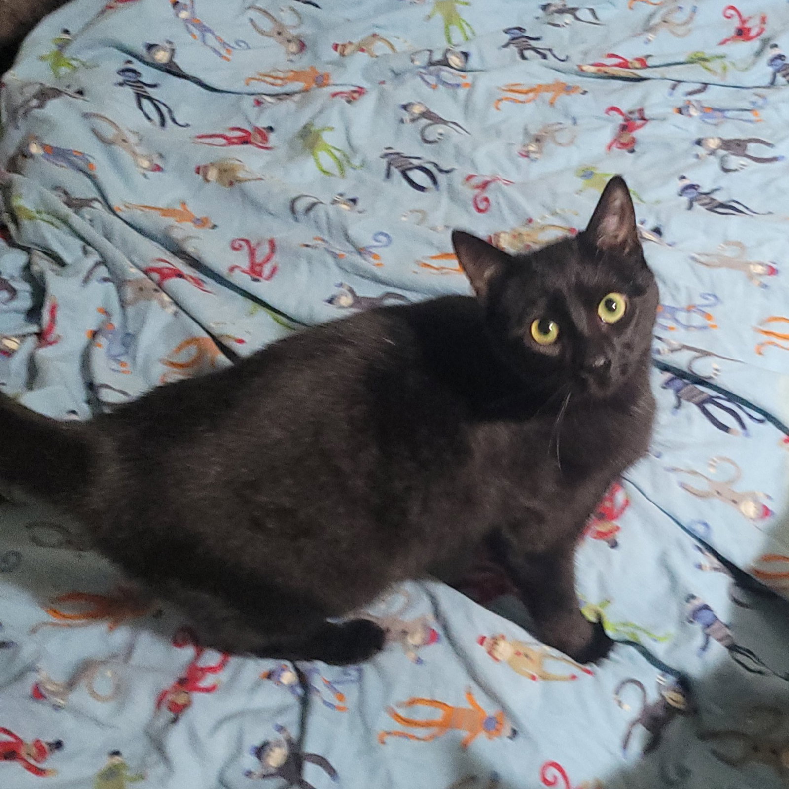 Pipsqueek