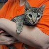Ollie - Photo 6