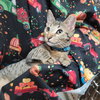 Ollie - Photo 3