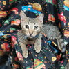 Ollie - Photo 4