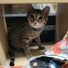 Ollie - Photo 5