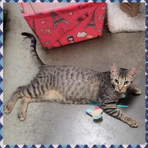 OLLIE - Domestic Short Hair available for adoption
