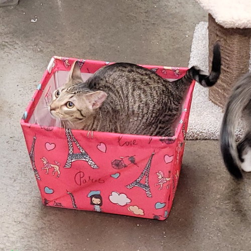 OLLIE - Domestic Short Hair available for adoption