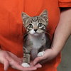 Laverne&Shirley Litter - LENNY - Photo 6