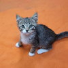 Laverne&Shirley Litter - LENNY - Photo 7