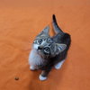 Laverne&Shirley Litter - LENNY - Photo 8