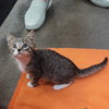 Laverne&Shirley Litter - LENNY - Photo 9