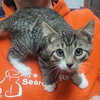Laverne&Shirley Litter - LENNY - Photo 5