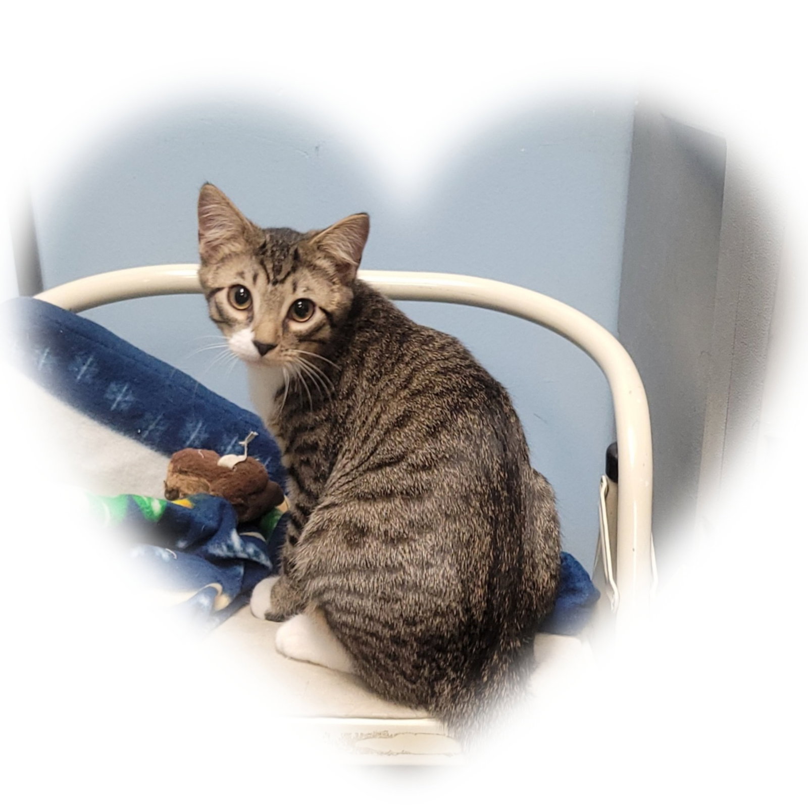 Laverne&Shirley Litter - LENNY