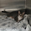 Laverne&Shirley Litter - LENNY - Photo 2