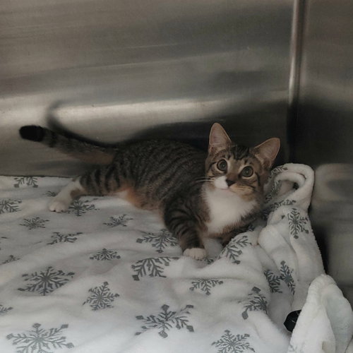 LAVERNE&SHIRLEY LITTER - LENNY - Domestic Short Hair available for adoption