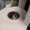 Laverne&Shirley Litter - LENNY - Photo 3