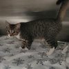 Laverne&Shirley Litter - LENNY - Photo 4