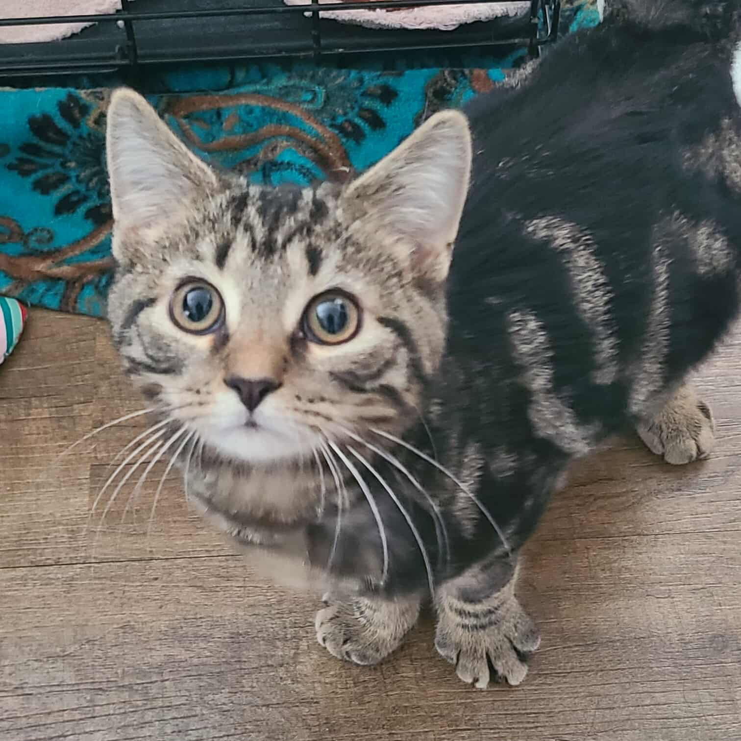 Laverne&Shirley Litter - SQUIGGY